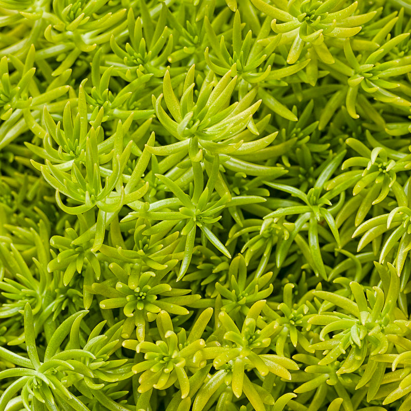 Lemon Coral Stonecrop up close.