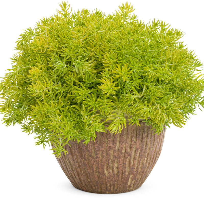 Lemon Coral® Stonecrop (Sedum mexicanum)