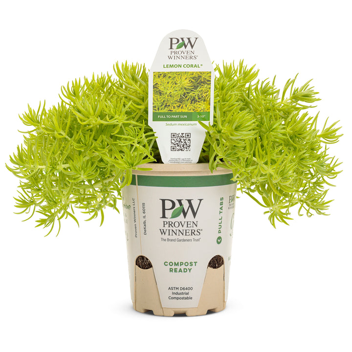 Stonecrop | Lemon Coral® | Proven Winners® Annuals – Proven