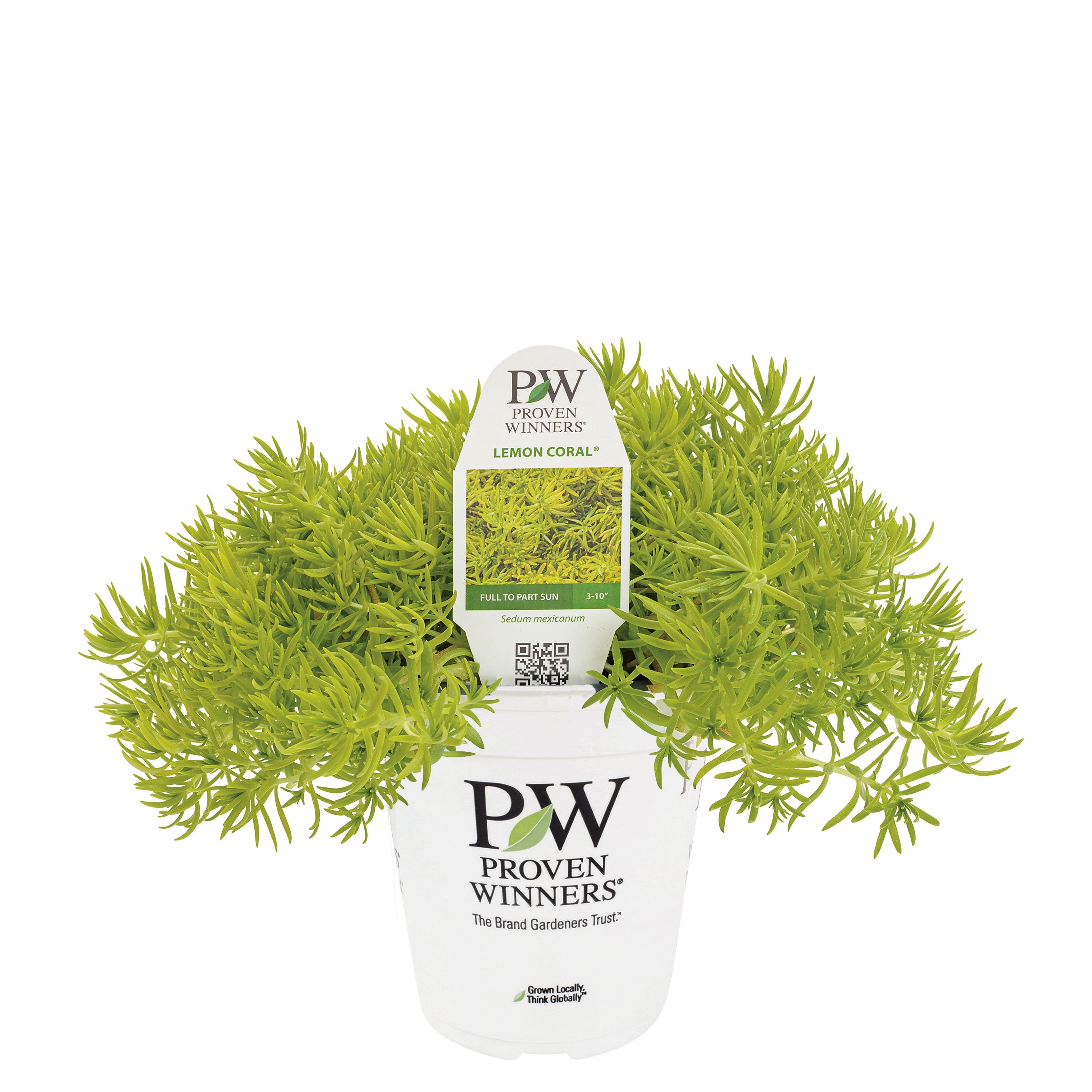 秘蔵株 翠炎 pepegreen株 Stonecrop | Royale Lemon Coral® | Proven Winners® Annuals – Proven