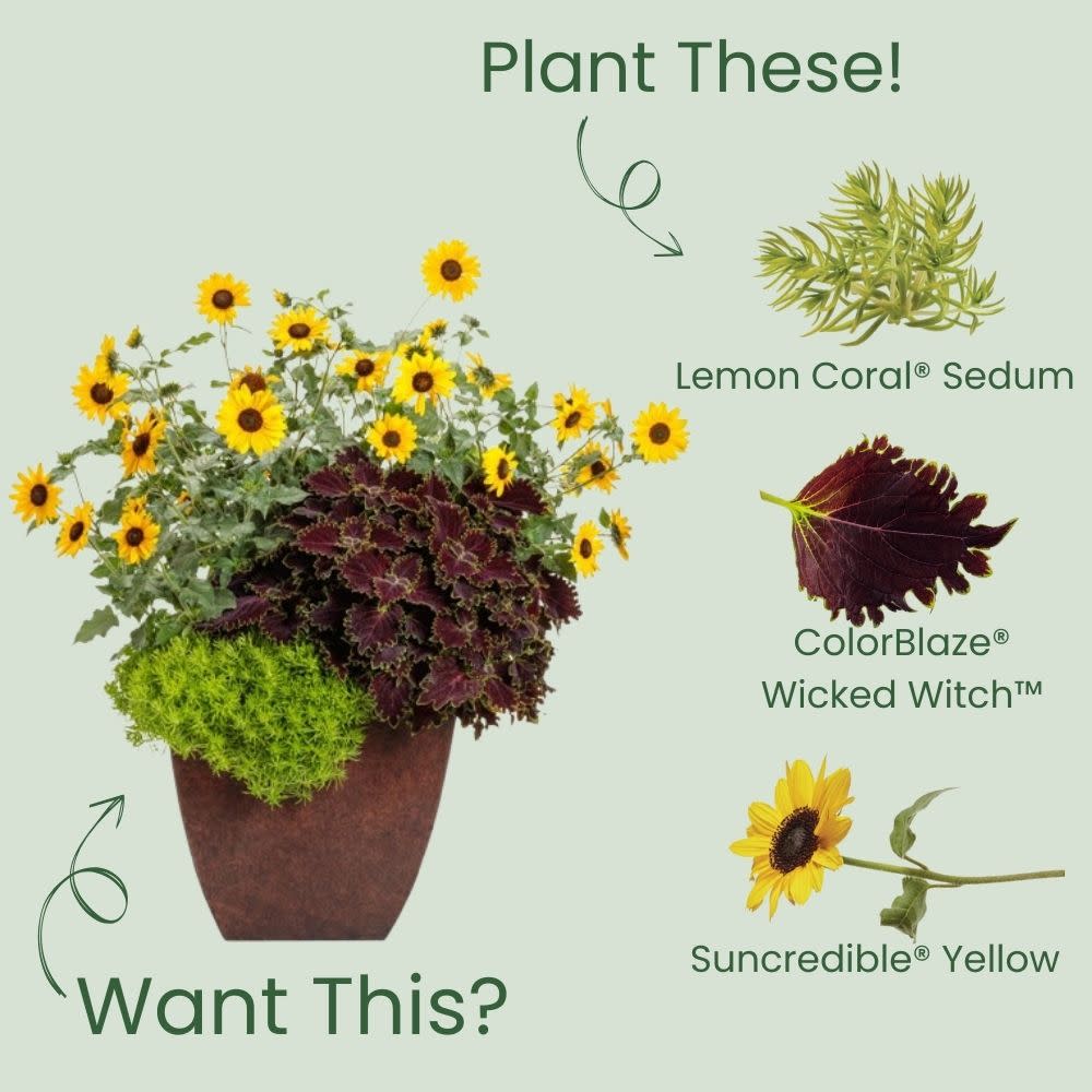 Stonecrop | Lemon Coral® | Proven Winners® Annuals – Proven