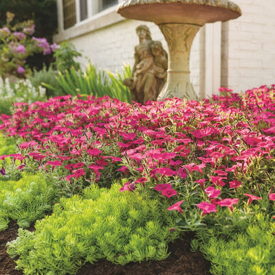 Lemon Coral® Stonecrop (Sedum mexicanum)