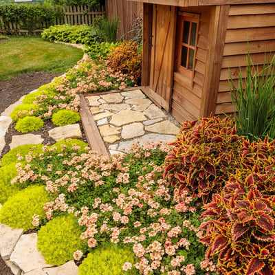 Lemon Coral® Stonecrop (Sedum mexicanum)