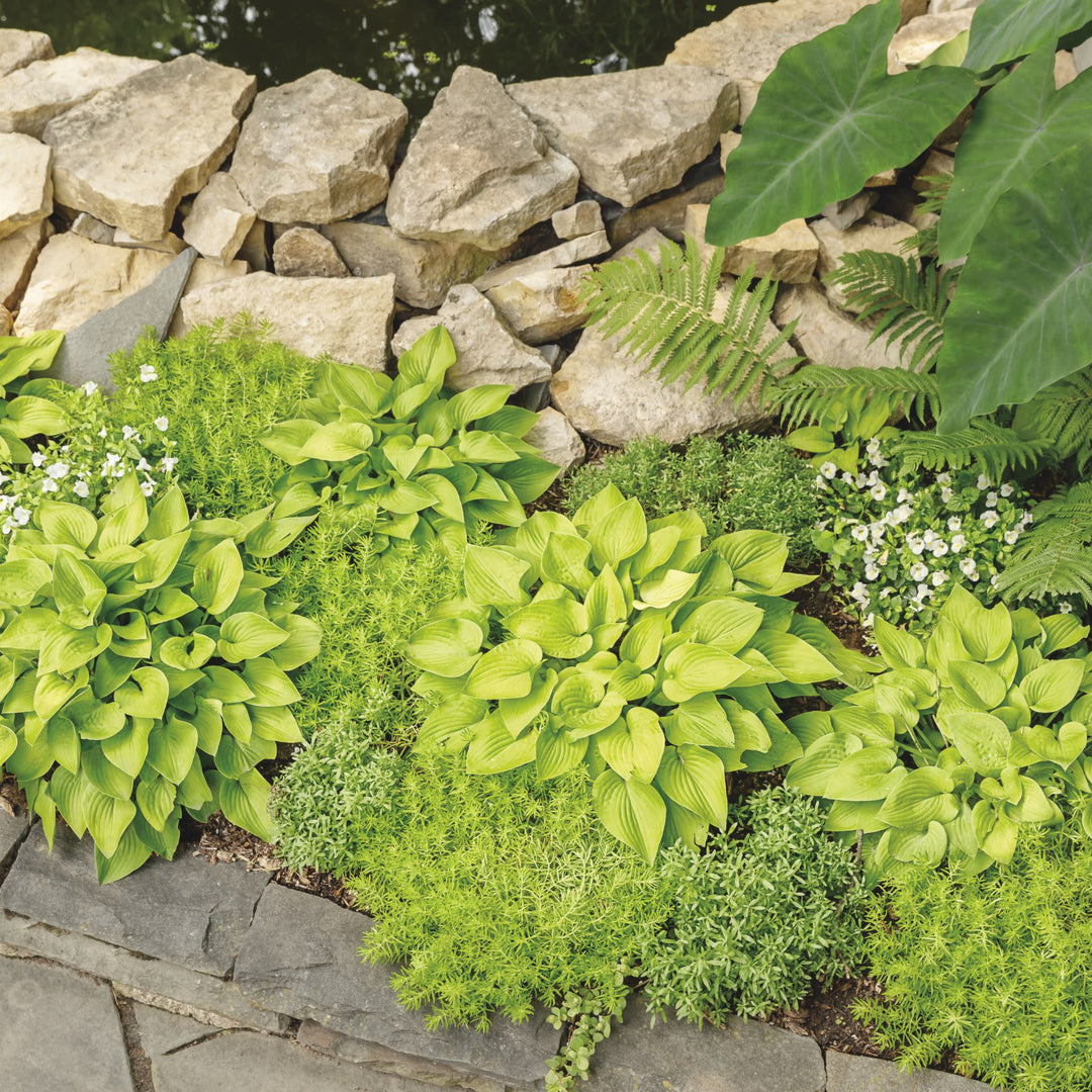 Lemon Coral® Stonecrop (Sedum mexicanum)