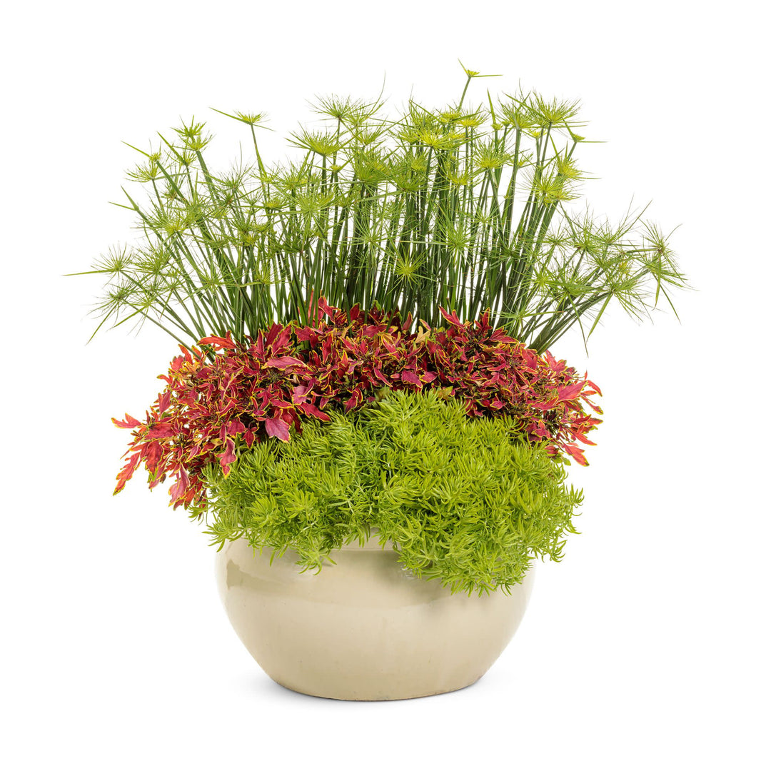 ▲【本日まで】Zooo Plants 塊根まん3点セット 塊根まん・ガジュマル | Zooo plants/ズープランツ