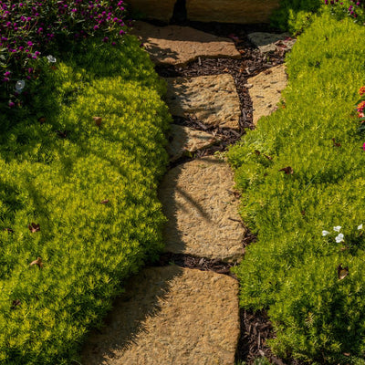 Lemon Coral® Stonecrop (Sedum mexicanum)