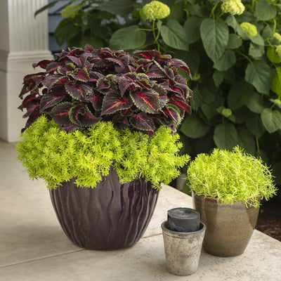 Lemon Coral Stonecrop in use.