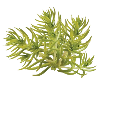 Lemon Coral® Stonecrop (Sedum mexicanum)