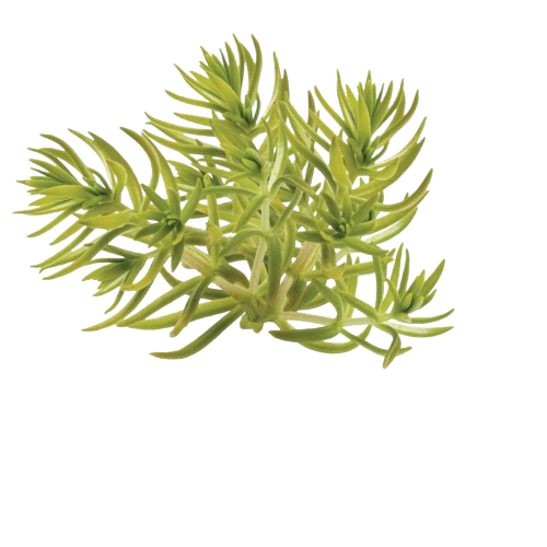 Lemon Coral® Stonecrop (Sedum mexicanum)