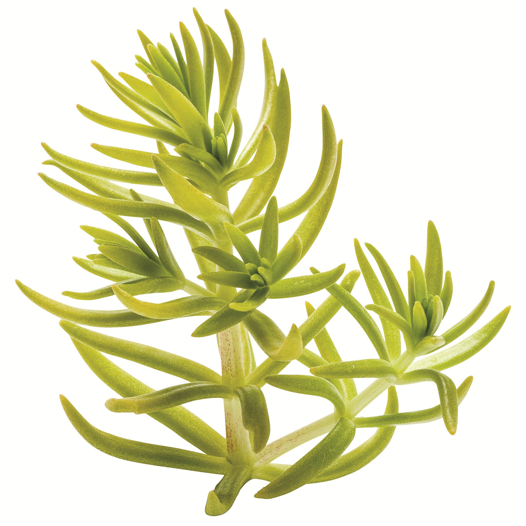 lemon coral succulent Stonecrop | Royale Lemon Coral®