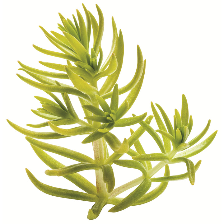 lemon sedum succulent Stonecrop | Lemon Coral®