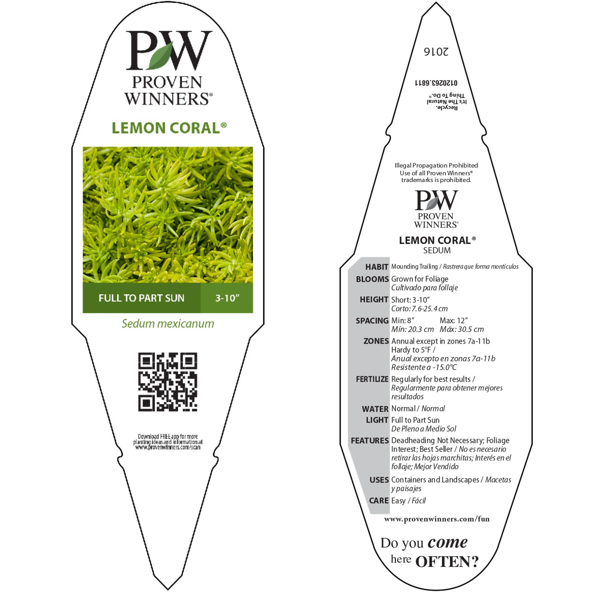 Stonecrop | Royale Lemon Coral® | Proven Winners® Annuals – Proven