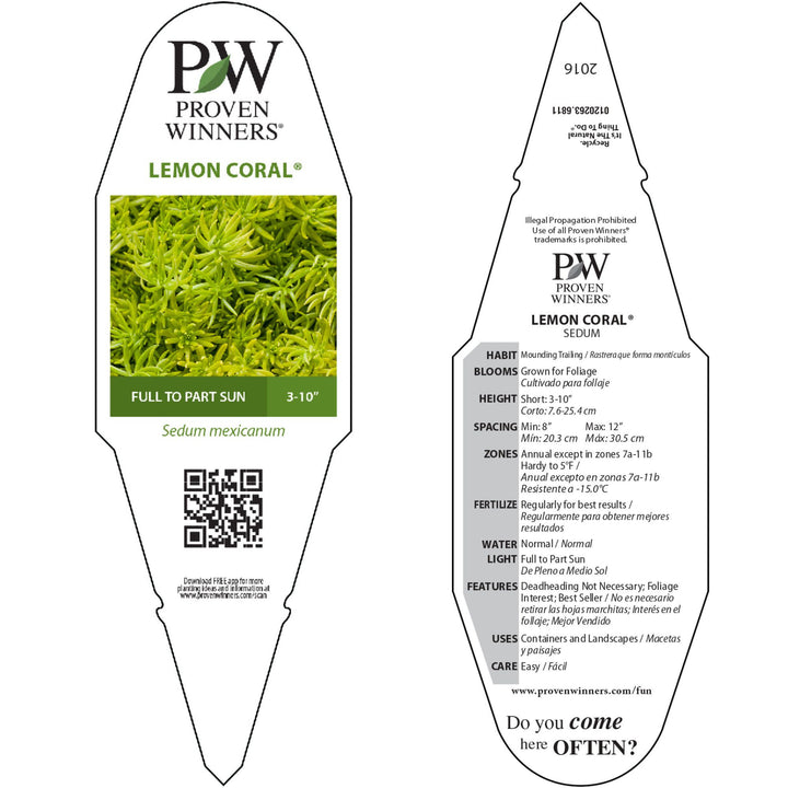 Stonecrop | Royale Lemon Coral® | Proven Winners® Annuals – Proven