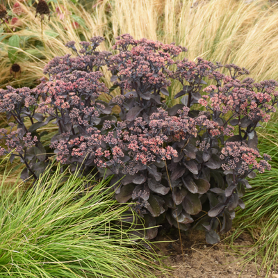 Rock 'N Grow 'Back in Black' Stonecrop in use.