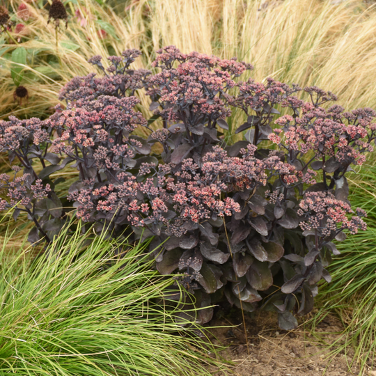 Rock 'N Grow® 'Back in Black' Stonecrop (Sedum)