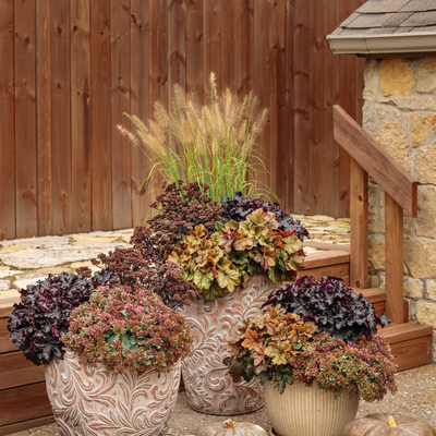 Rock 'N Grow 'Back in Black' Stonecrop in use.