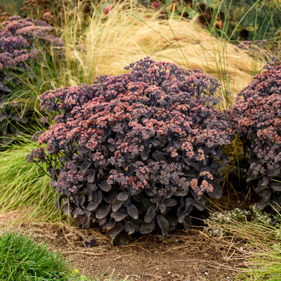 Rock 'N Grow 'Back in Black' Stonecrop in use.