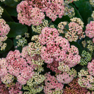 Rock 'N Grow 'Coraljade' Stonecrop up close.