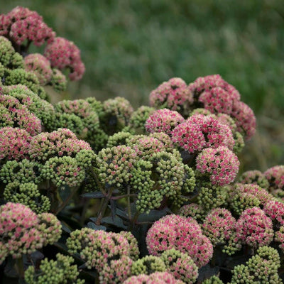 Rock 'N Grow 'Coraljade' Stonecrop up close.