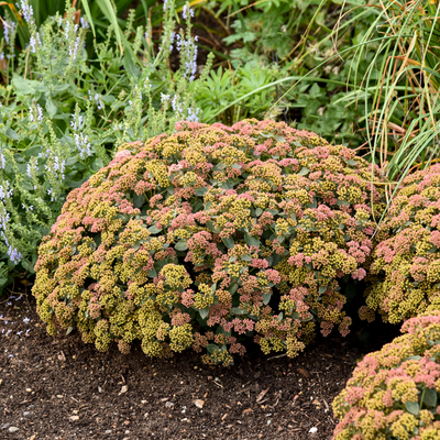 Rock 'N Grow 'Coraljade' Stonecrop in use.