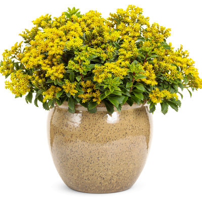 Rock 'N Grow® 'Bright Idea' Stonecrop (Sedum hybrid)