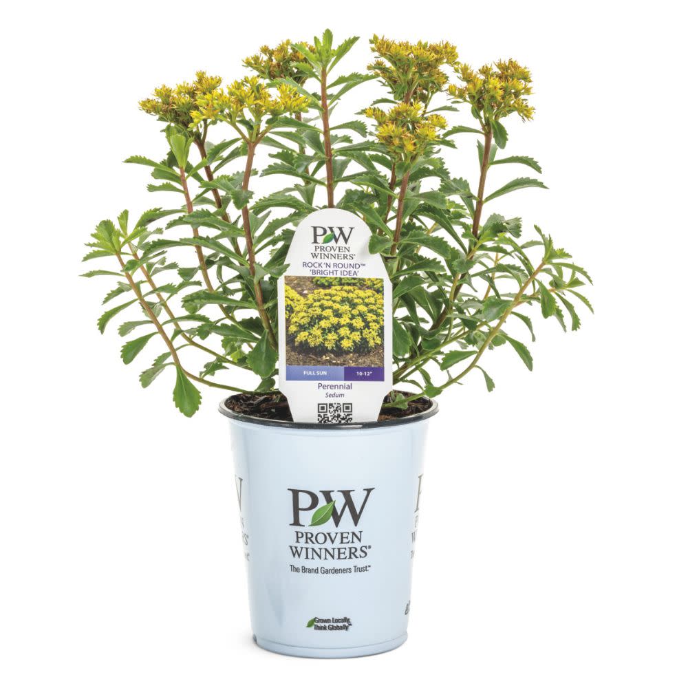 Proven Winners® Sedum Proven Winners Direct™