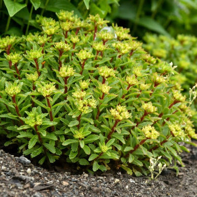 Rock 'N Grow 'Bright Idea' Stonecrop in focus.