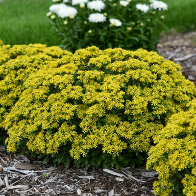 Rock 'N Grow 'Bright Idea' Stonecrop in use.