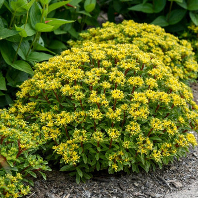 Rock 'N Grow 'Bright Idea' Stonecrop in use.