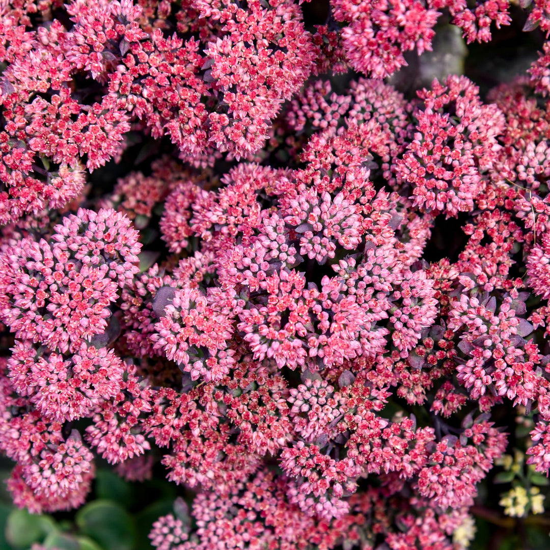 Stonecrop | Rock 'N Grow® 'Midnight Velvet' | Proven Winners