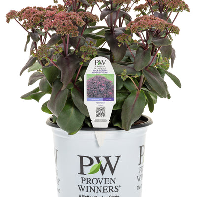 Rock 'N Grow® 'Midnight Velvet' Stonecrop (Sedum hybrid)