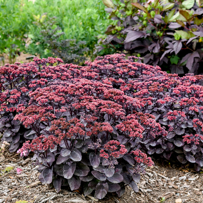 Rock 'N Grow 'Midnight Velvet' Stonecrop in use.