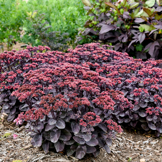 Rock 'N Grow® 'Midnight Velvet' Stonecrop (Sedum)