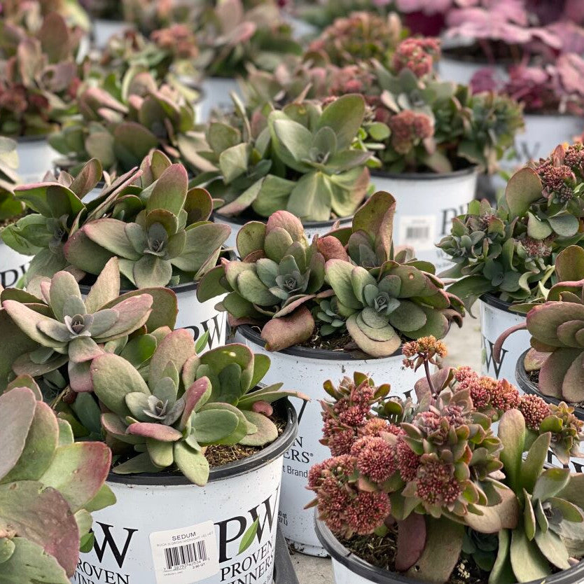 midnight succulent Proven Winners 5 inch Red Rock 'N Grow 'Midnight Velvet' Stonecrop Live Plant in 4.5 inch Pot, Size: 1.00 qt