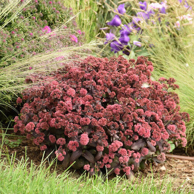 Rock 'N Grow 'Midnight Velvet' Stonecrop in use.