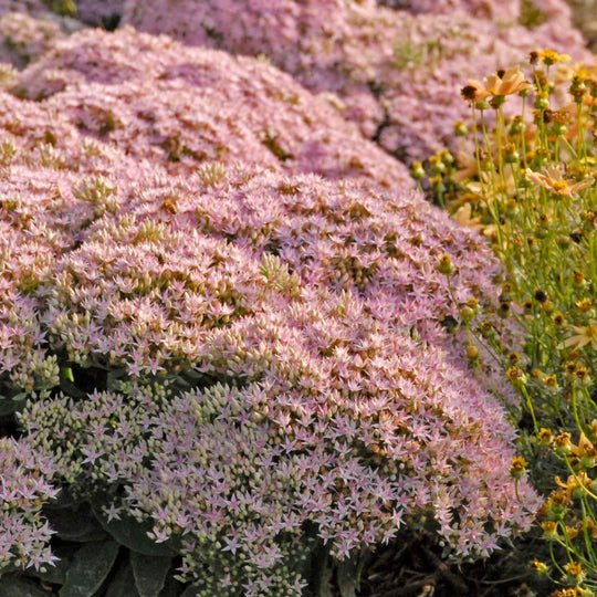 Rock 'N Round® 'Pure Joy' Stonecrop (Sedum)