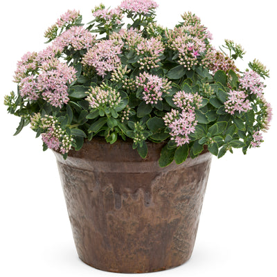 Rock 'N Round® 'Pure Joy' Stonecrop (Sedum hybrid)