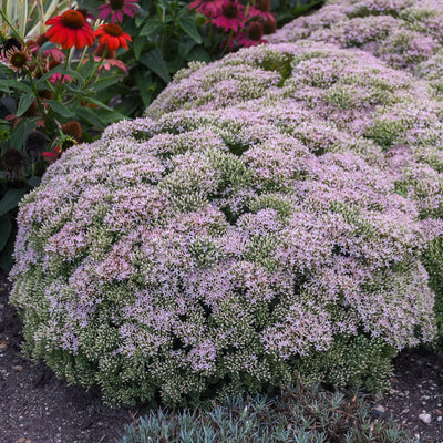 Rock 'N Round® 'Pure Joy' Stonecrop (Sedum hybrid)