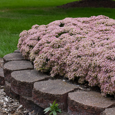 Rock 'N Round® 'Pure Joy' Stonecrop (Sedum hybrid)