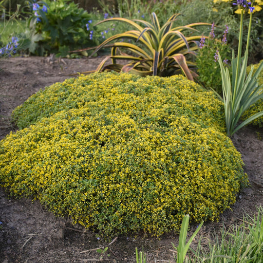 Rock 'N Low® 'Yellow Brick Road' Stonecrop (Sedum)