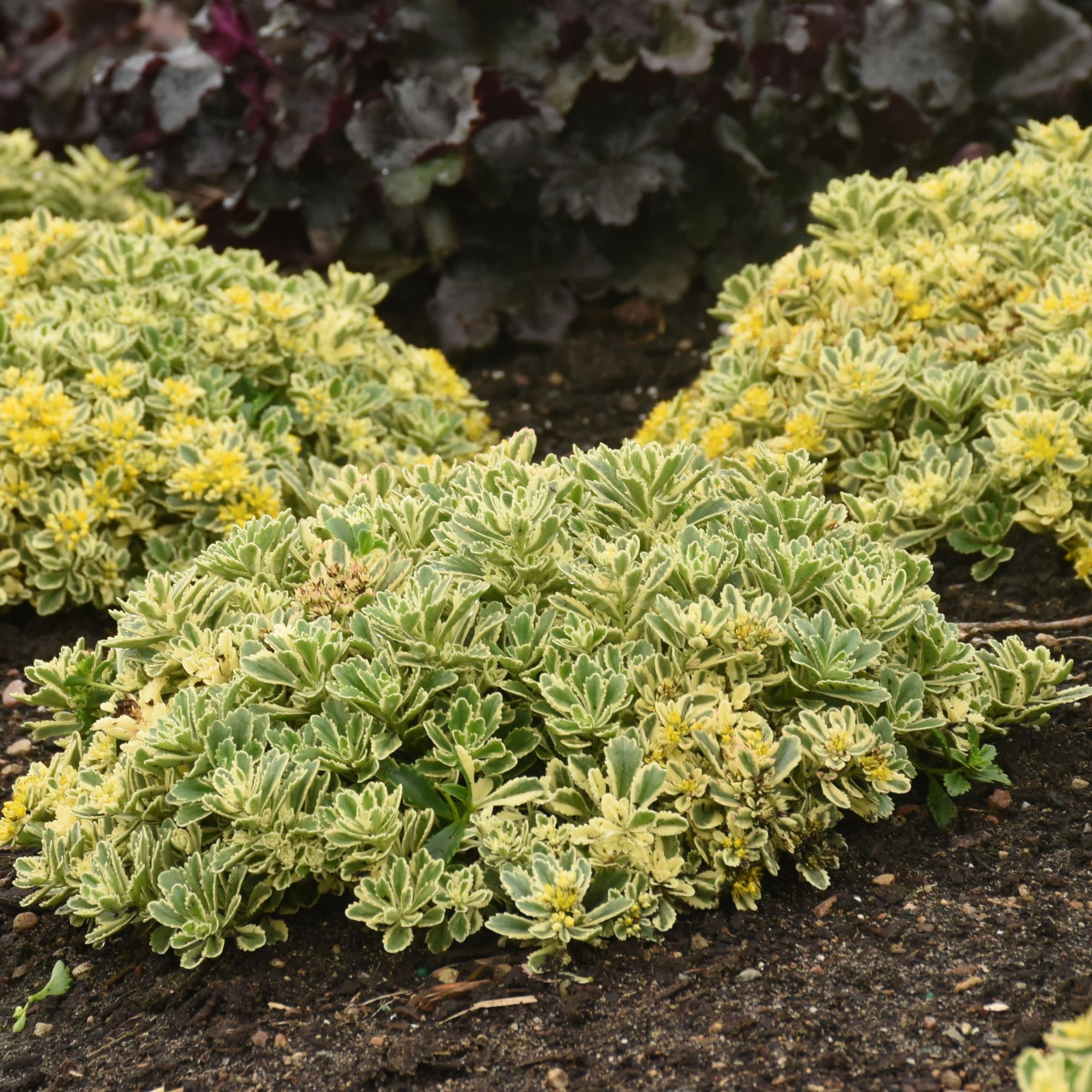 Stonecrop | Rock 'N Low® 'Boogie Woogie' | Proven Winners