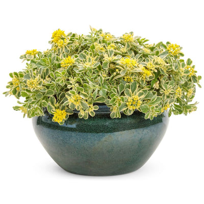 Rock 'N Low® 'Boogie Woogie' Stonecrop (Sedum hybrid)