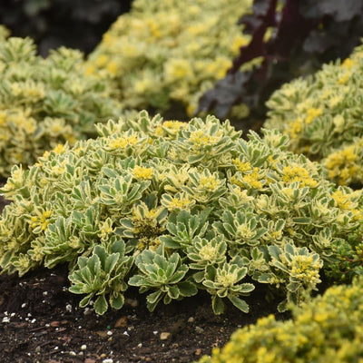 Rock 'N Low® 'Boogie Woogie' Stonecrop (Sedum hybrid)