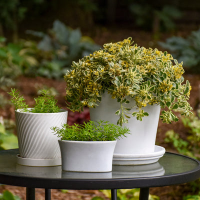 Rock 'N Low® 'Boogie Woogie' Stonecrop (Sedum hybrid)