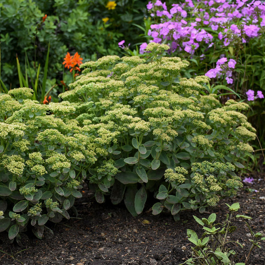 Rock 'N Grow® 'Lemonjade' Stonecrop (Sedum)
