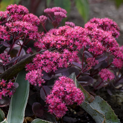 Rock 'N Grow 'Superstar' Stonecrop up close.