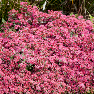 Rock 'N Grow 'Superstar' Stonecrop up close.