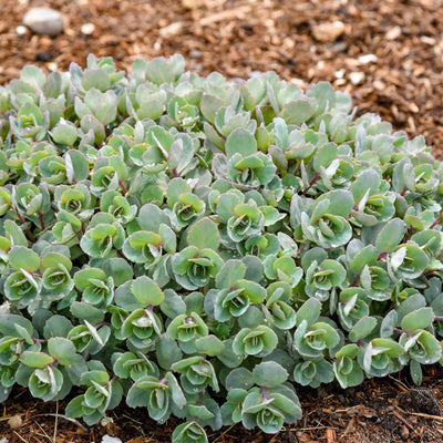 Rock 'N Grow 'Superstar' Stonecrop in focus.