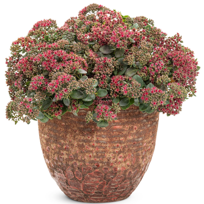 Rock 'N Grow 'Superstar' Stonecrop in use.