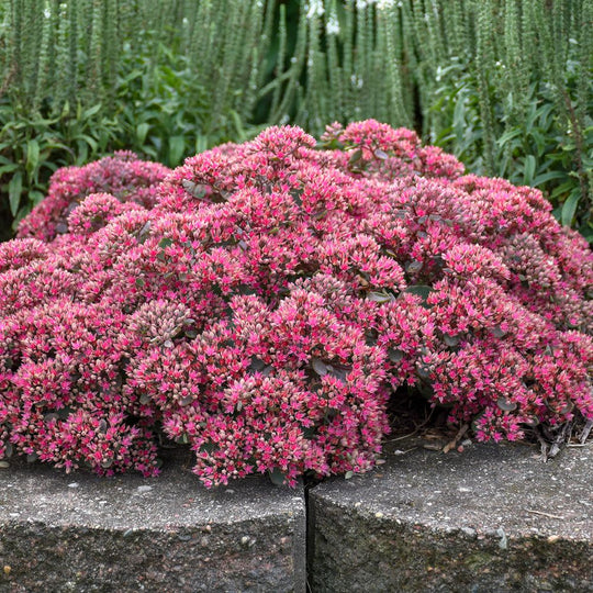 Rock 'N Round® 'Popstar' Stonecrop (Sedum)